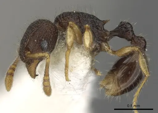 Tetramorium parvum specimen CASENT0901096 image casent0901096_3
