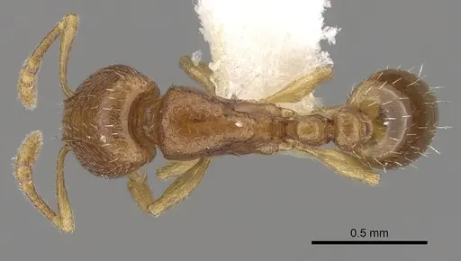 Tetramorium pauper specimen CASENT0280855 image casent0280855_1