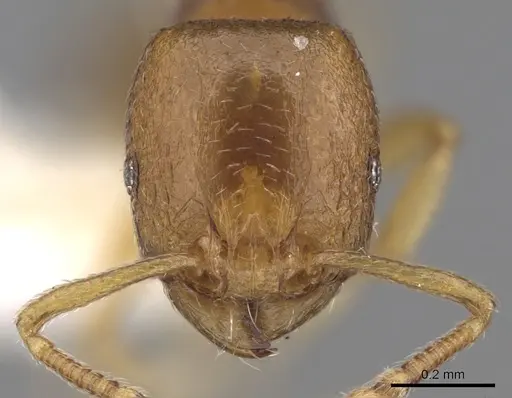 Tetramorium pauper specimen CASENT0280855 image casent0280855_2