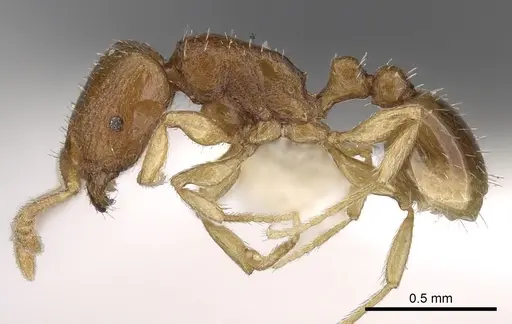 Tetramorium pauper specimen CASENT0280855 image casent0280855_3