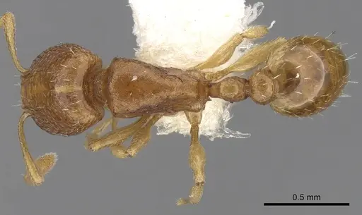 Tetramorium pauper specimen CASENT0280916 image casent0280916_1