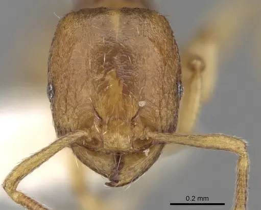 Tetramorium pauper specimen CASENT0280916 image casent0280916_2