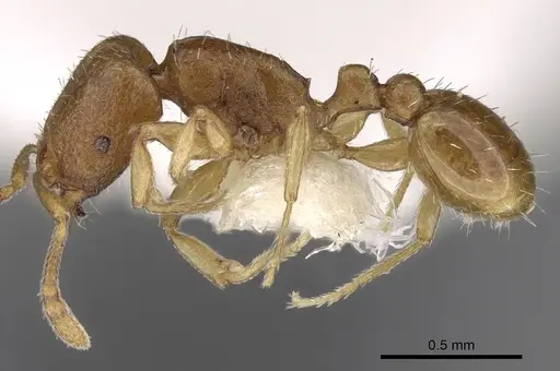 Tetramorium pauper specimen CASENT0280916 image casent0280916_3