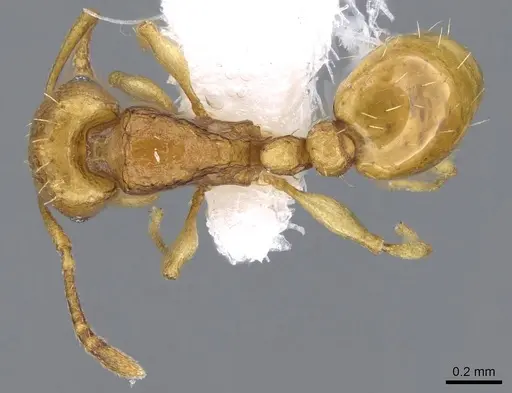 Tetramorium pauper specimen CASENT0746628 image casent0746628_1
