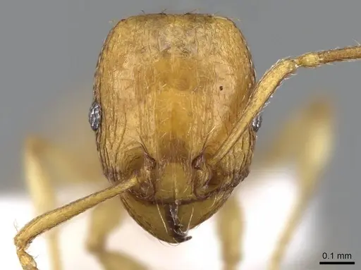 Tetramorium pauper specimen CASENT0746628 image casent0746628_2