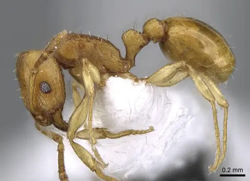 Tetramorium pauper specimen CASENT0746628 image casent0746628_3