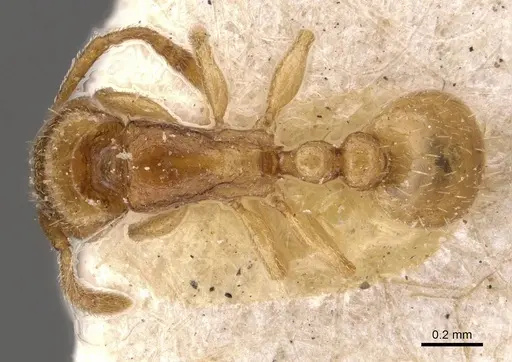 Tetramorium pauper specimen CASENT0909143 image casent0909143_1