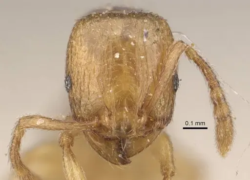 Tetramorium pauper specimen CASENT0909143 image casent0909143_2