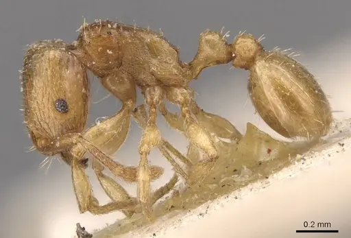 Tetramorium pauper specimen CASENT0909143 image casent0909143_3