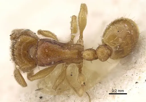 Tetramorium pauper specimen CASENT0915998 image casent0915998_1