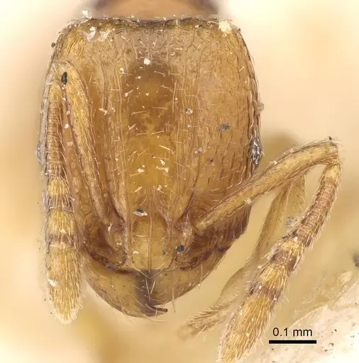 Tetramorium pauper specimen CASENT0915998 image casent0915998_2