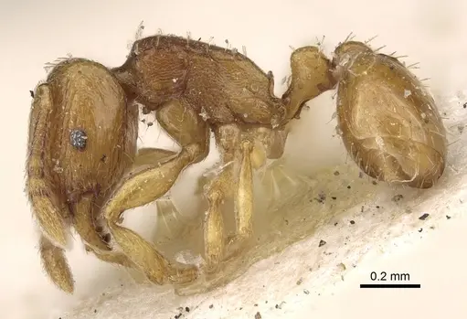 Tetramorium pauper specimen CASENT0915998 image casent0915998_3