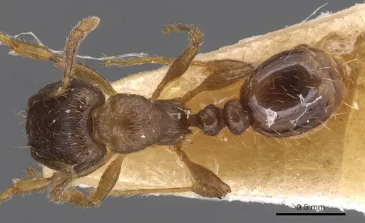Tetramorium pelagium specimen CASENT0904560 image casent0904560_1