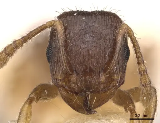 Tetramorium pelagium specimen CASENT0904560 image casent0904560_2