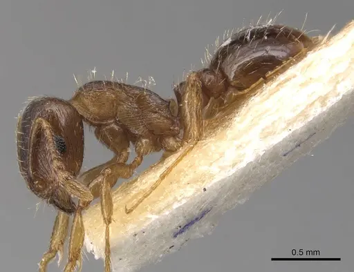 Tetramorium pelagium specimen CASENT0904560 image casent0904560_3