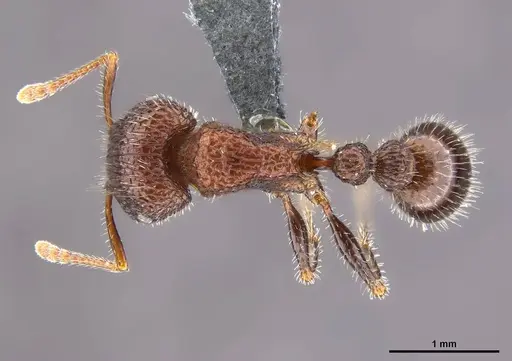 Tetramorium peringueyi specimen CASENT0250873 image casent0250873_1