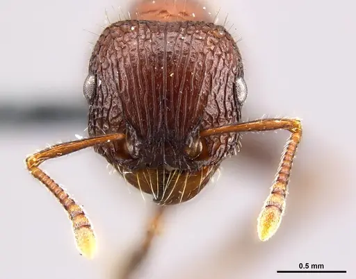 Tetramorium peringueyi specimen CASENT0250873 image casent0250873_2