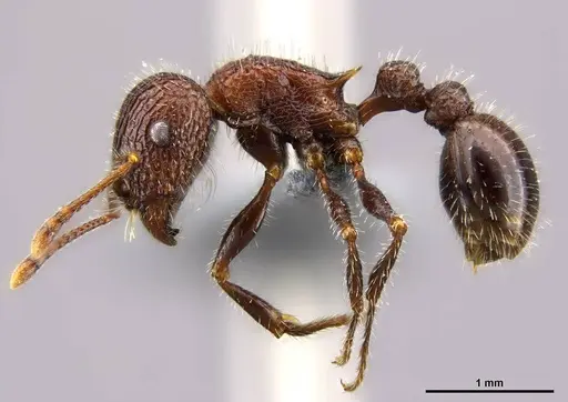 Tetramorium peringueyi specimen CASENT0250873 image casent0250873_3