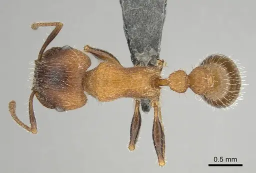 Tetramorium peringueyi specimen CASENT0257463 image casent0257463_1