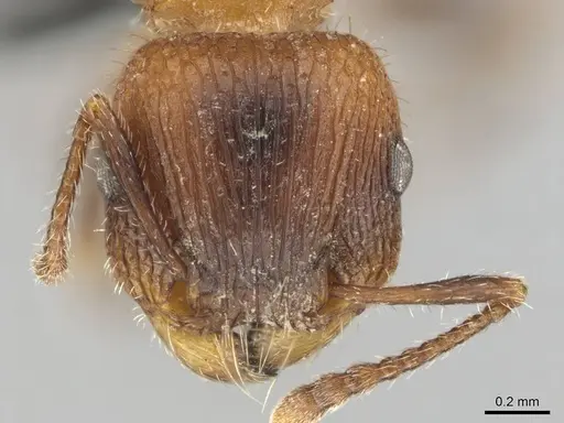 Tetramorium peringueyi specimen CASENT0257463 image casent0257463_2