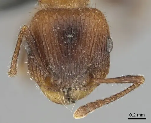 Tetramorium peringueyi specimen CASENT0257463 image casent0257463_3
