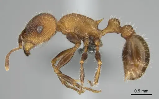 Tetramorium peringueyi specimen CASENT0257463 image casent0257463_4