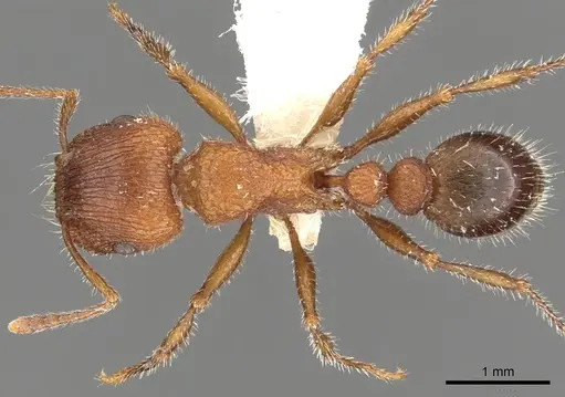 Tetramorium peringueyi specimen CASENT0901179 image casent0901179_1