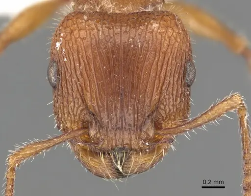 Tetramorium peringueyi specimen CASENT0901179 image casent0901179_2