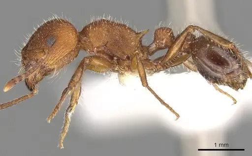 Tetramorium peringueyi specimen CASENT0901179 image casent0901179_3