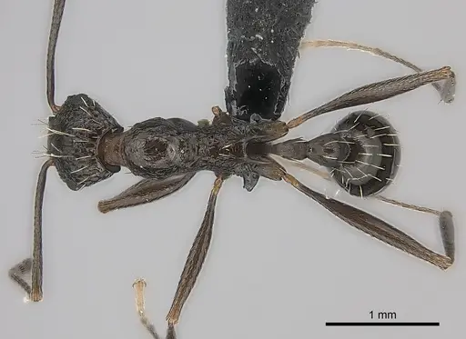 Tetramorium perlongum specimen CASENT0135293 image casent0135293_1