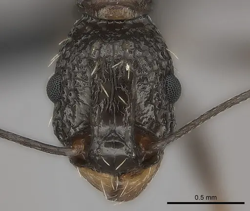 Tetramorium perlongum specimen CASENT0135293 image casent0135293_2