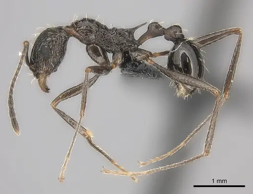 Tetramorium perlongum specimen CASENT0135293 image casent0135293_3
