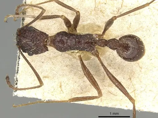 Tetramorium perlongum specimen CASENT0915422 image casent0915422_1