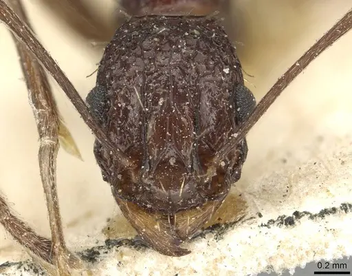 Tetramorium perlongum specimen CASENT0915422 image casent0915422_2