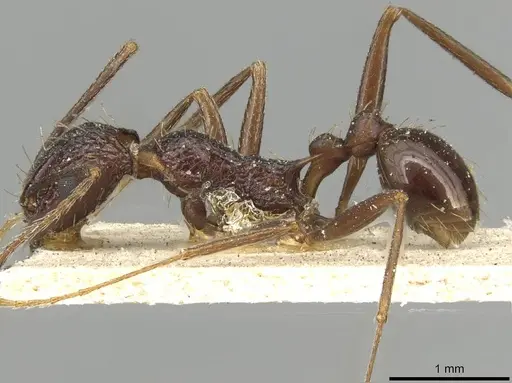 Tetramorium perlongum specimen CASENT0915422 image casent0915422_3