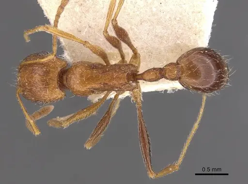 Tetramorium petersi specimen CASENT0909152 image casent0909152_1