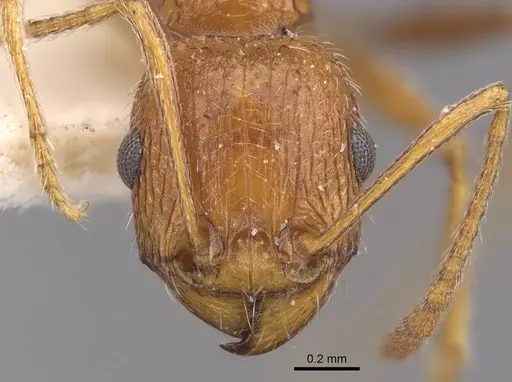 Tetramorium petersi specimen CASENT0909152 image casent0909152_2