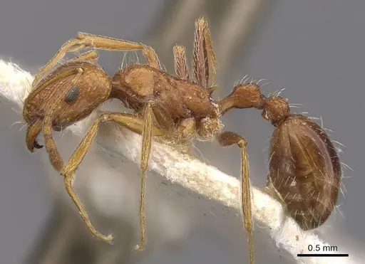 Tetramorium petersi specimen CASENT0909152 image casent0909152_3