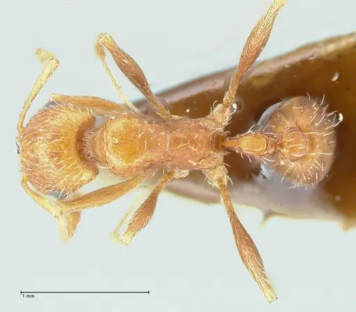 Tetramorium petersi specimen FOCOL2092 image focol2092_1