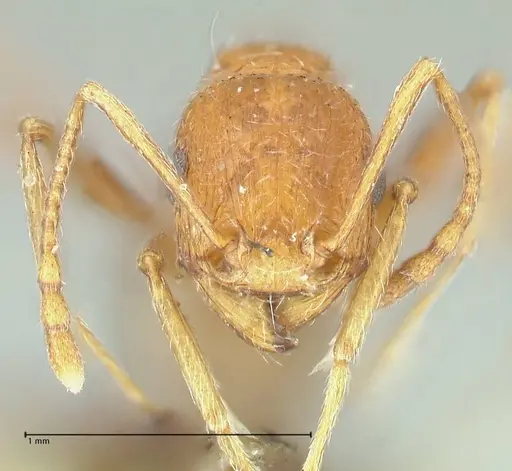 Tetramorium petersi specimen FOCOL2092 image focol2092_2