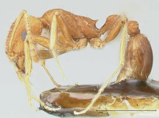Tetramorium petersi specimen FOCOL2092 image focol2092_3