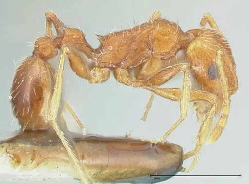 Tetramorium petersi specimen FOCOL2092 image focol2092_4