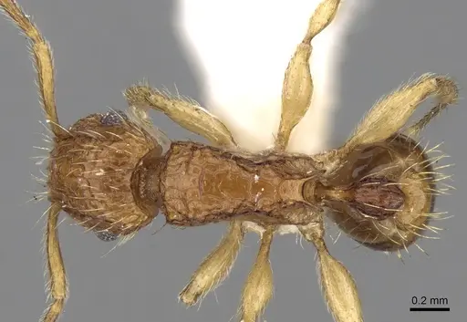 Tetramorium peutli specimen CASENT0280908 image casent0280908_1