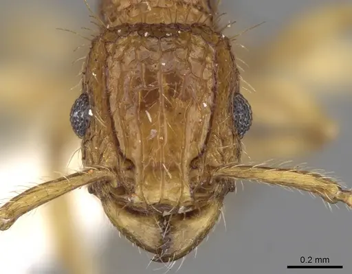 Tetramorium peutli specimen CASENT0280908 image casent0280908_2