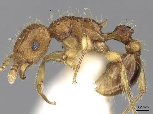 Tetramorium peutli specimen CASENT0280908 image casent0280908_3
