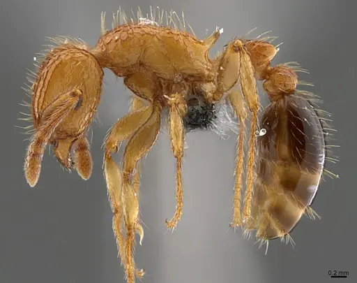Tetramorium peutli specimen CASENT0372577 image casent0372577_1