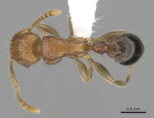 Tetramorium peutli specimen CASENT0411772 image casent0411772_1