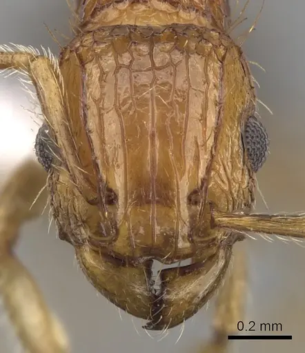 Tetramorium peutli specimen CASENT0411772 image casent0411772_2