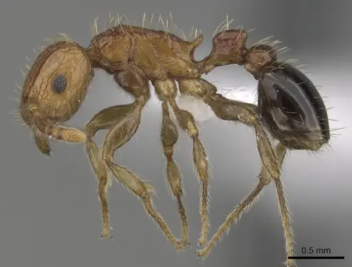 Tetramorium peutli specimen CASENT0411772 image casent0411772_3