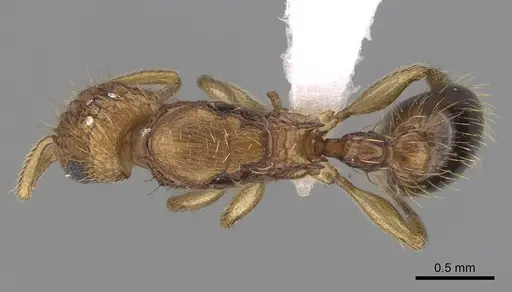 Tetramorium peutli specimen CASENT0413122 image casent0413122_1